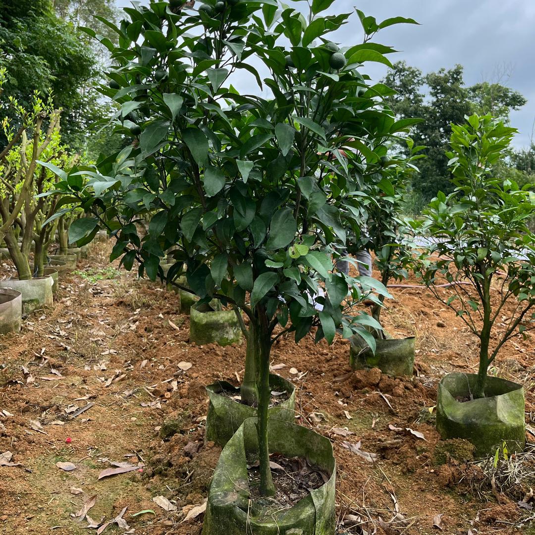 春天农业（首播）