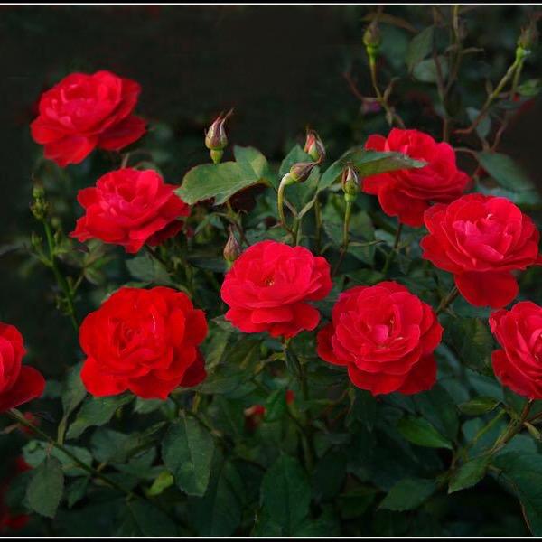 迷人的玫瑰花🌹