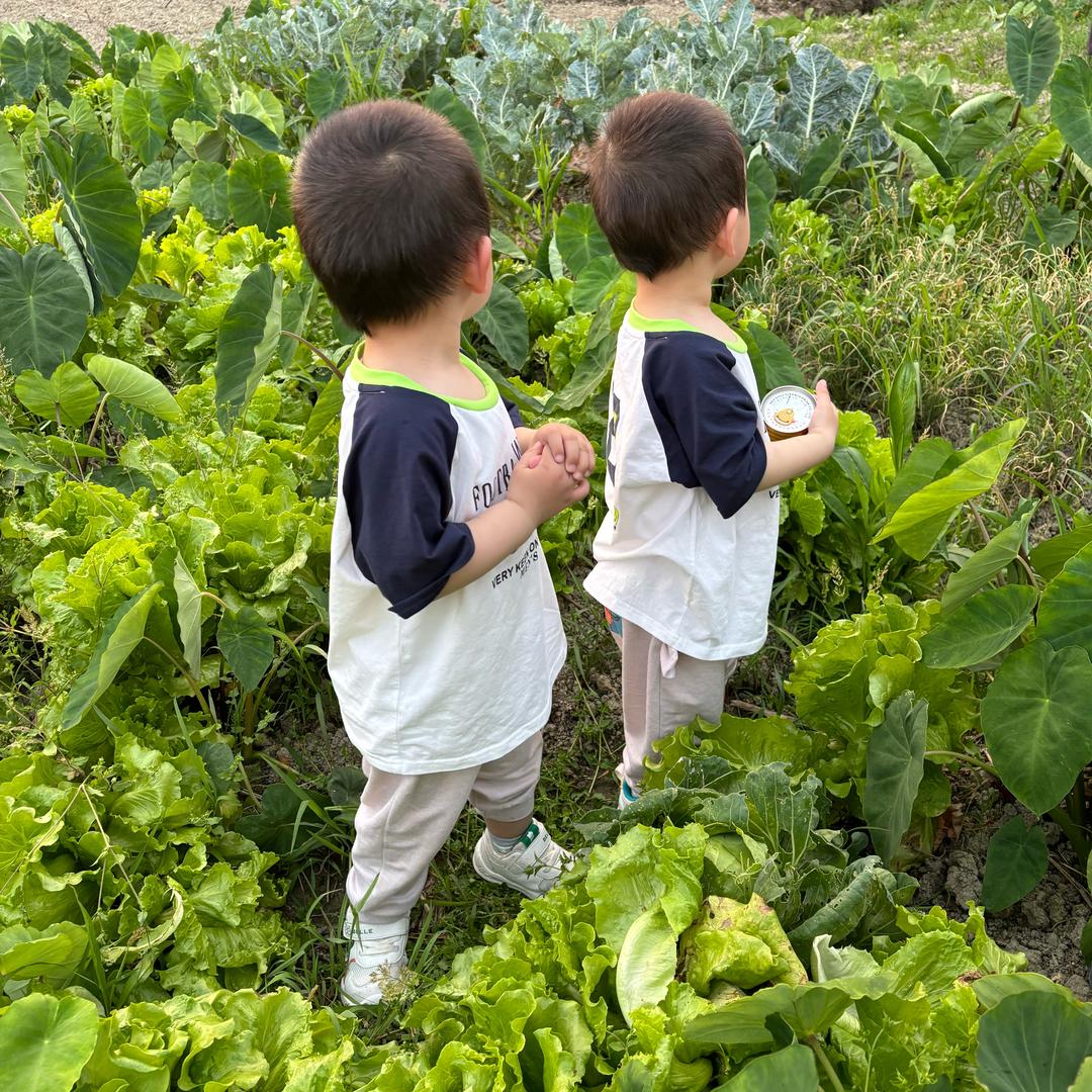双胞胎乳猪饲养员