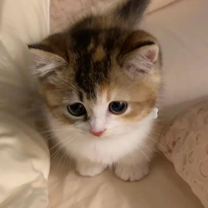 小猫大王选猫版