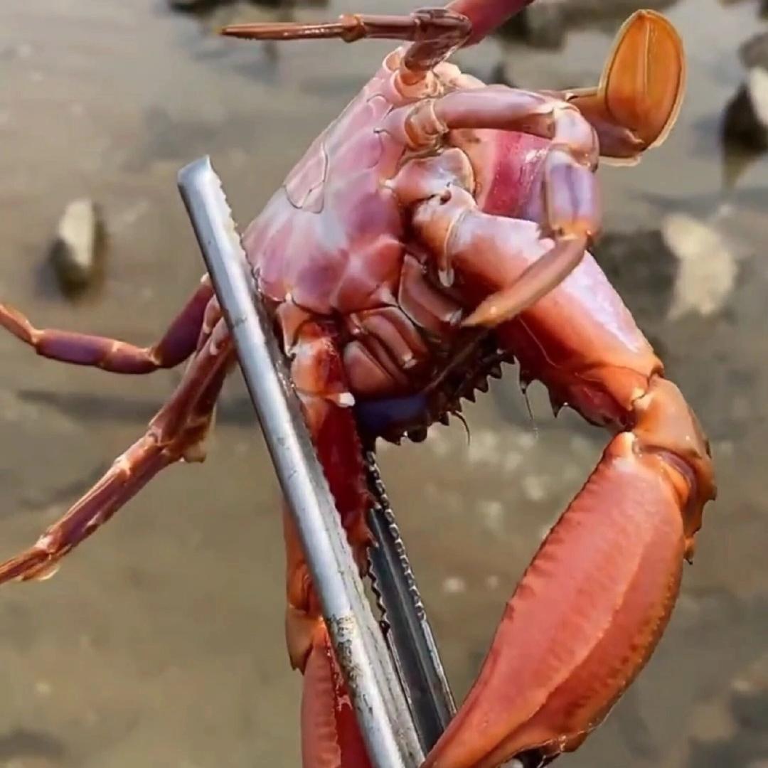 十五爆桶带粉丝赶海