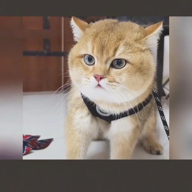 福仔超性价比