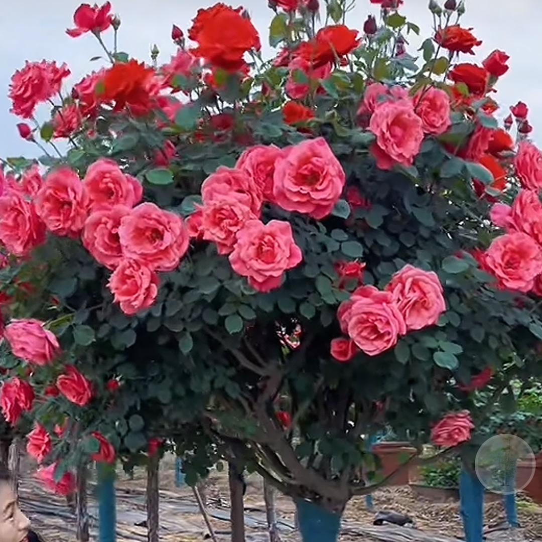 ✨红姐🌹💐🌺🐷