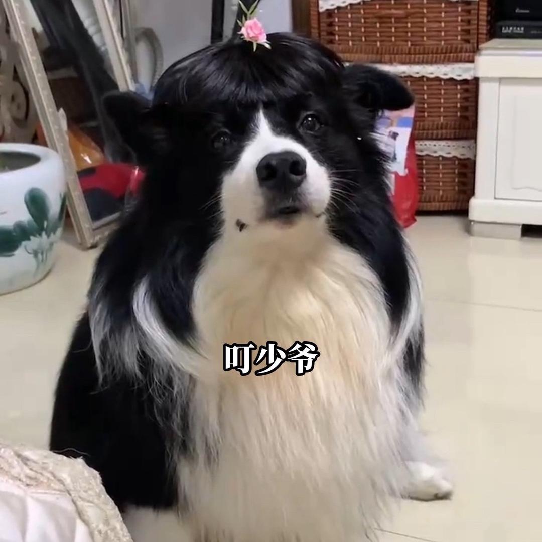 叮少爷