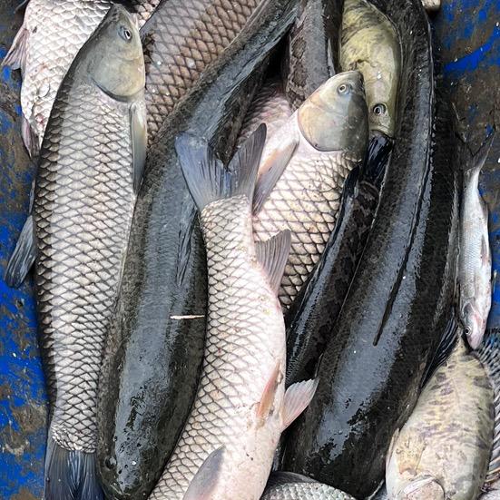 鱼来生物户外