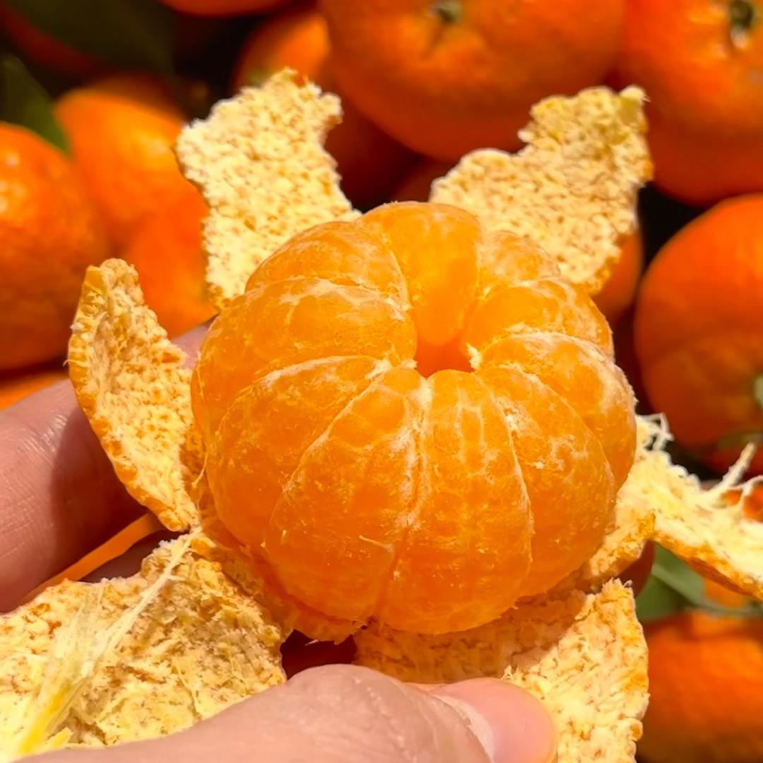 广西沙糖桔原产地