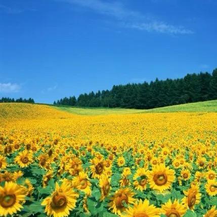 像向日葵一样🌻