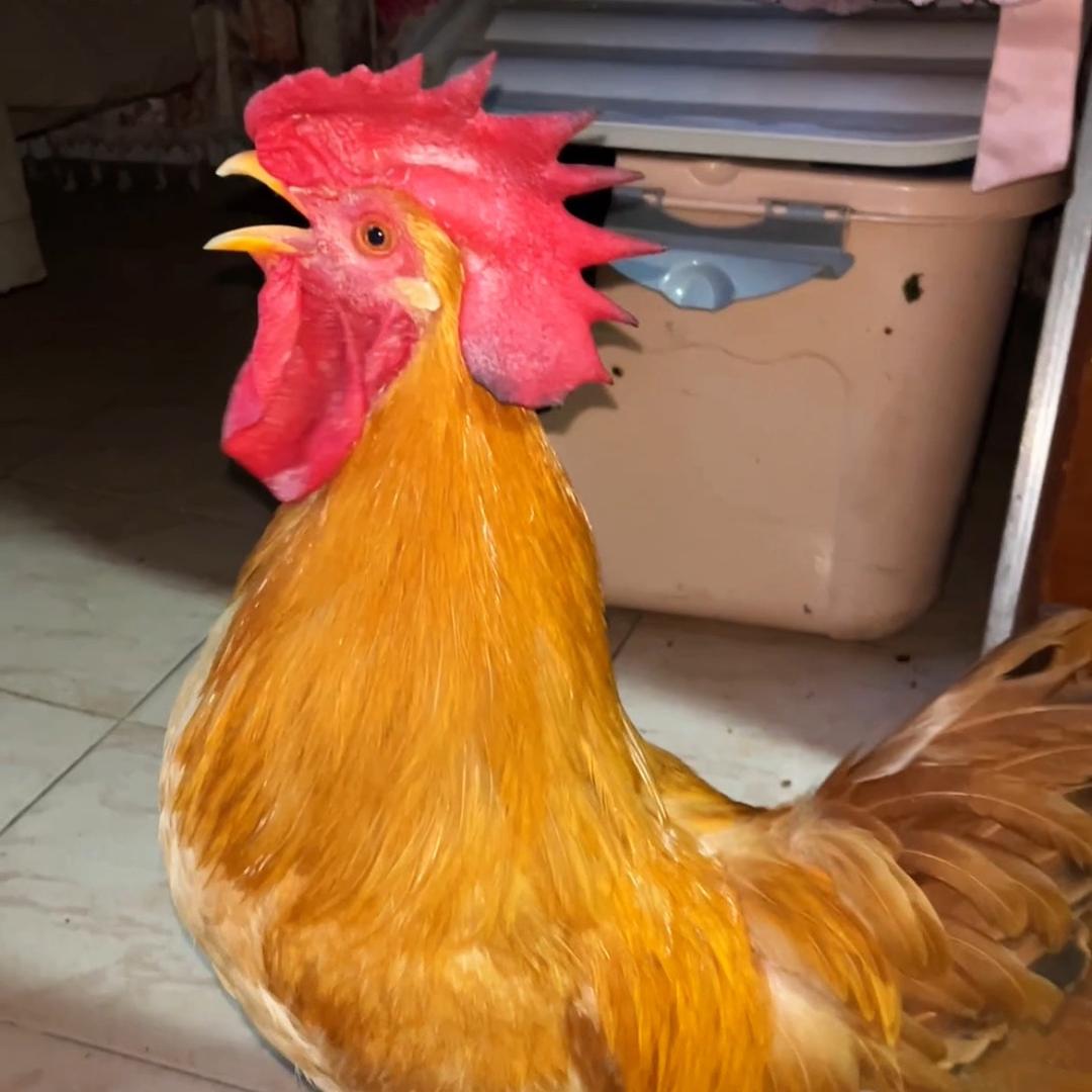 大壮宝