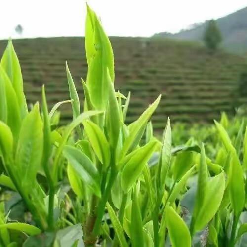 维思茶叶店