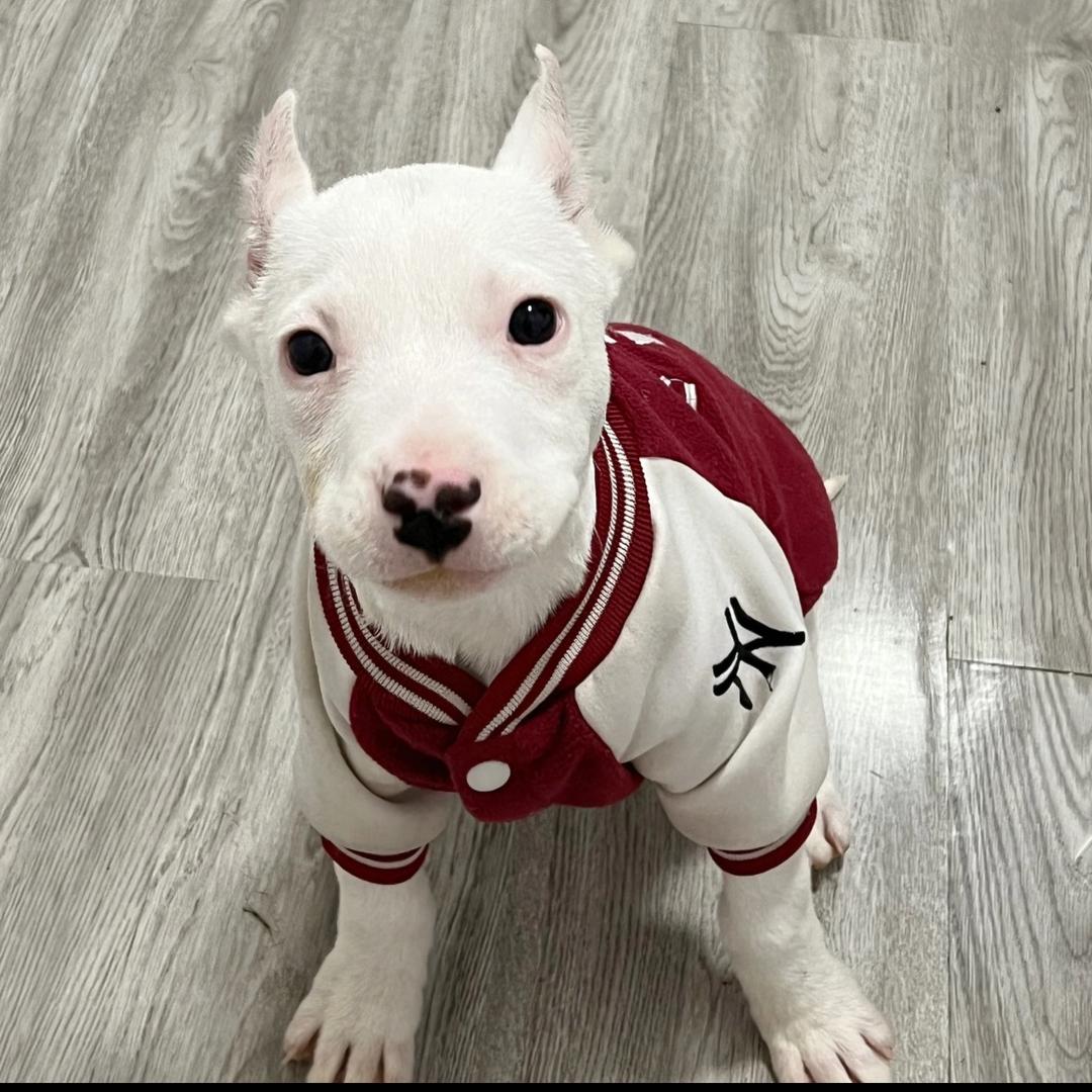 飓风犬舍（要🐶私聊）