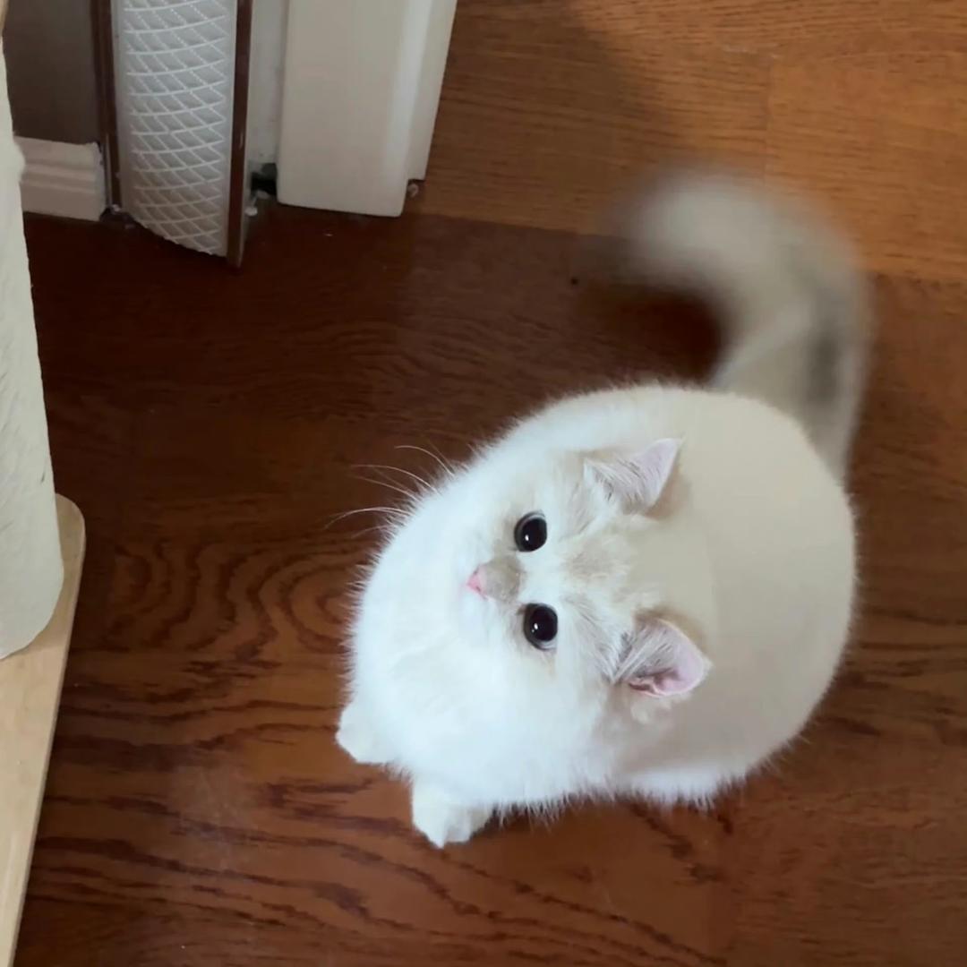 我只有一个小文