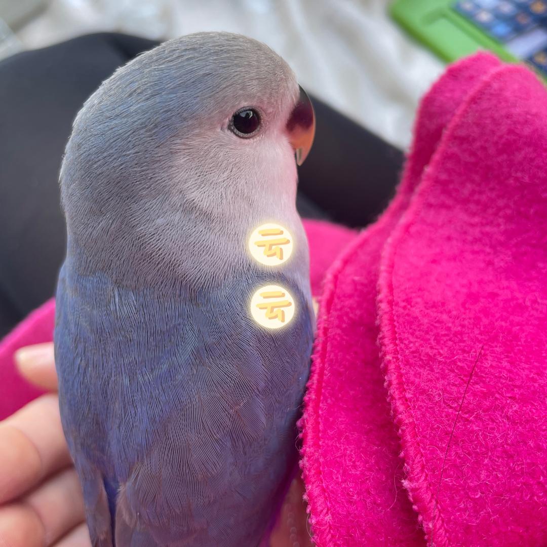 云小宠