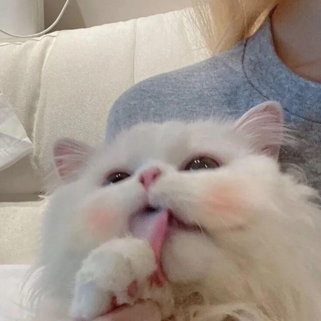 特伦苏🧚🏻‍♀️