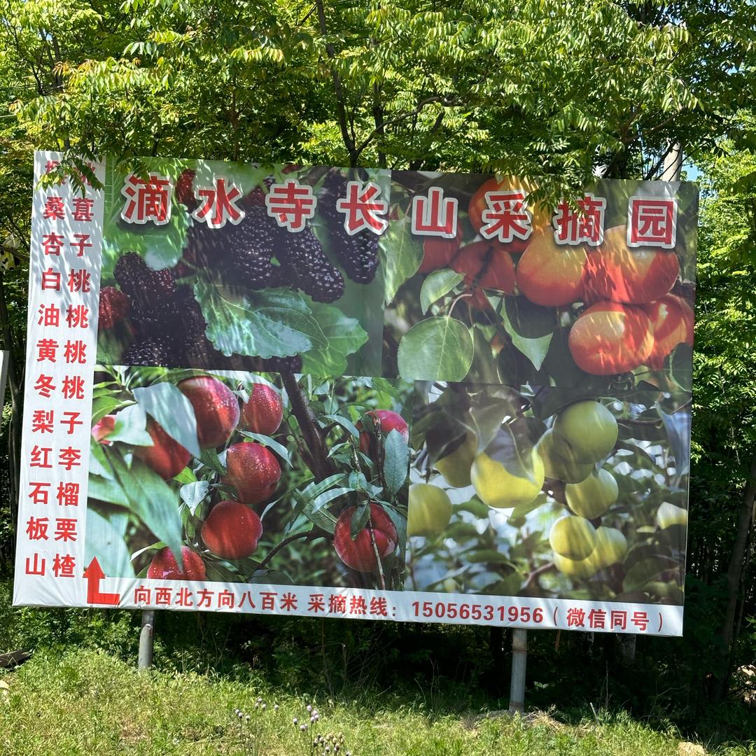 定远长山水果采摘园