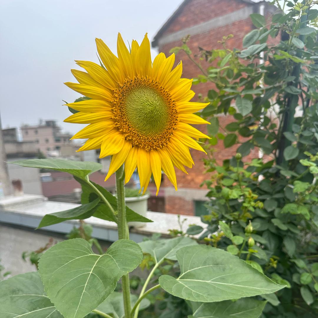 🍔向阳而生⚽️