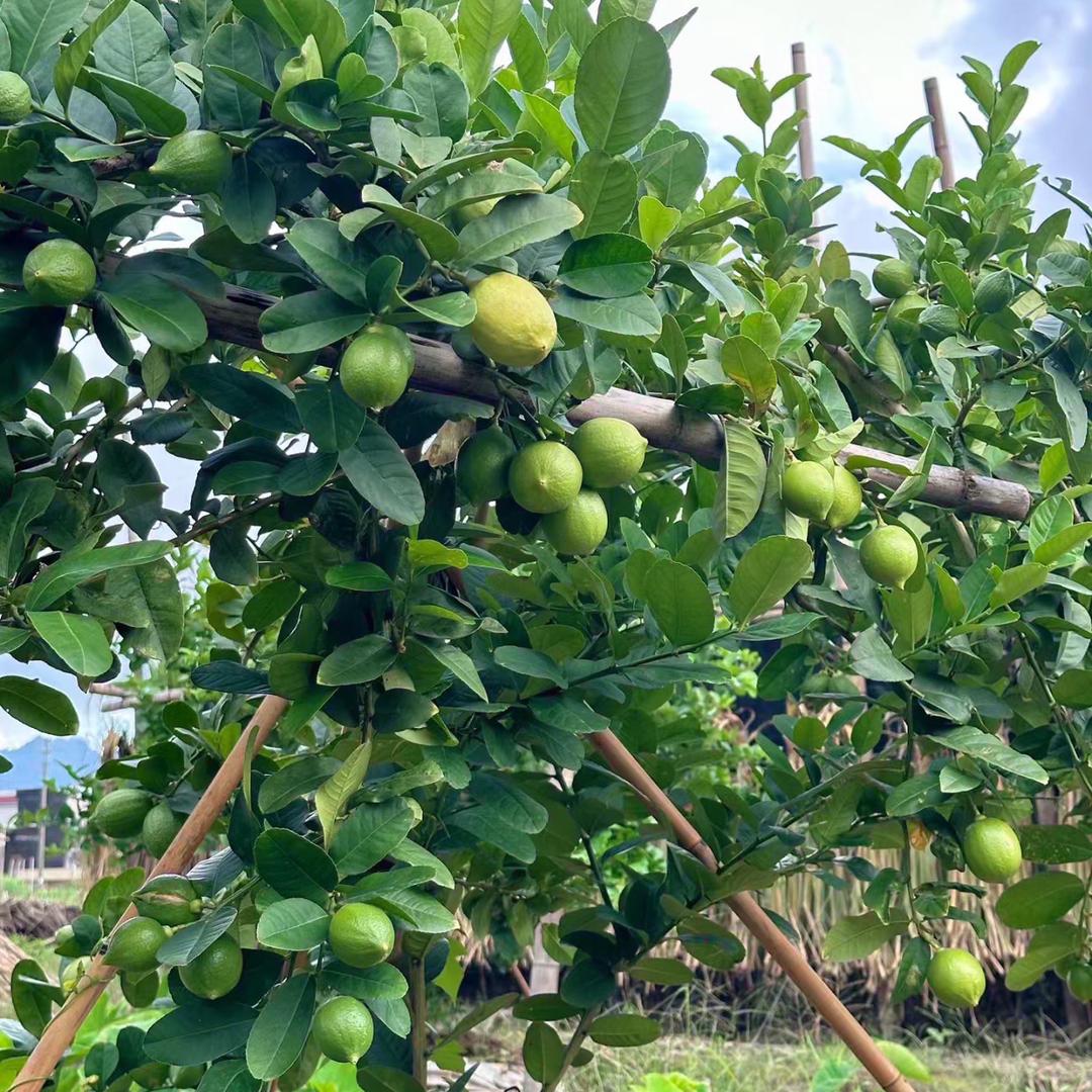 厚情茵果树苗木专营店