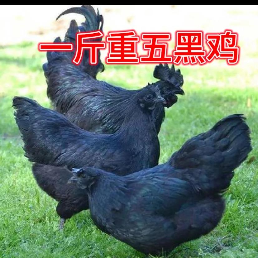 辉耀养殖场