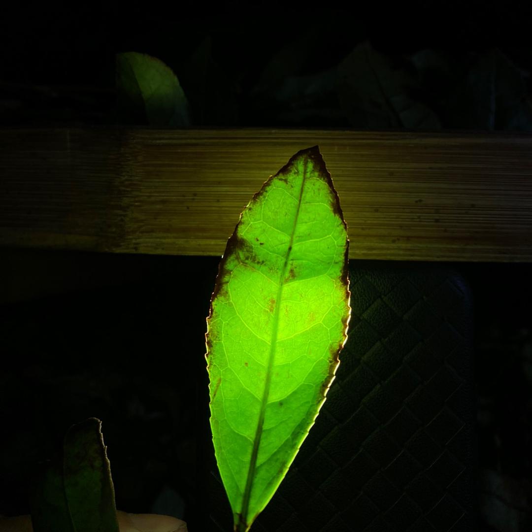 水木茶集