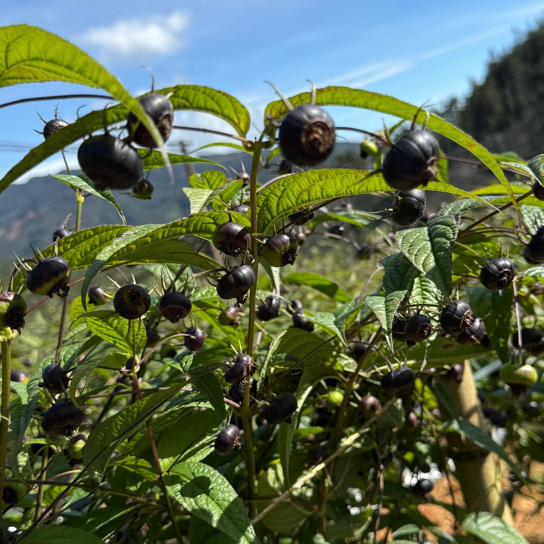 雲鲜优选 👩‍🌾