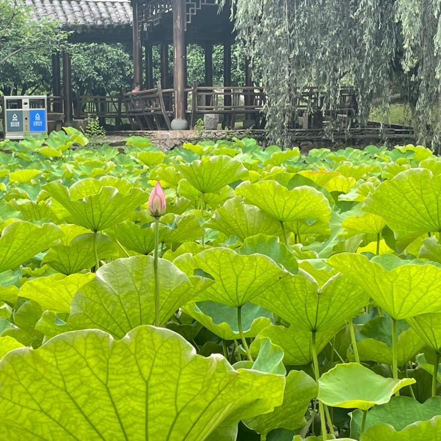 🌈我派自己去巡山