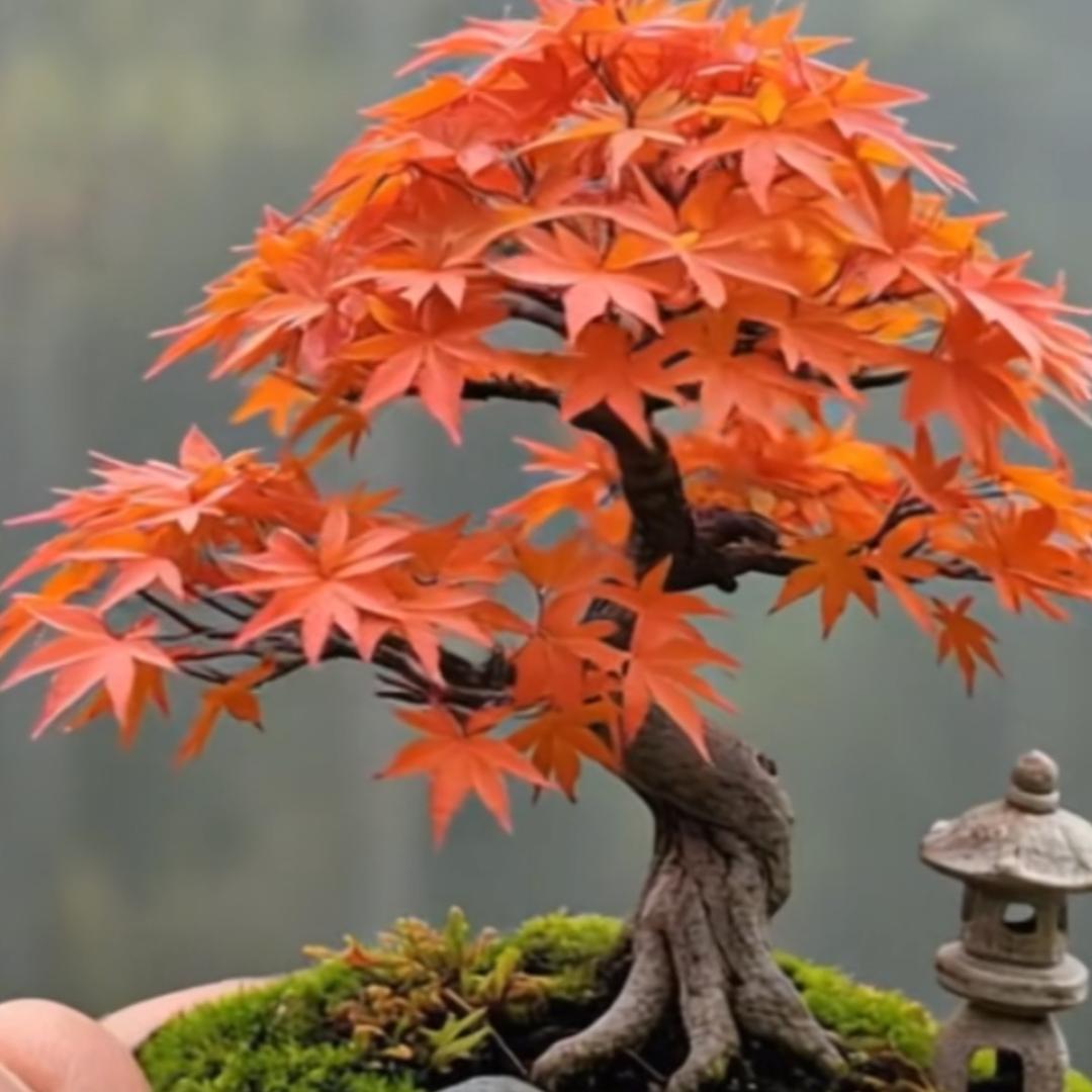 枫表妹枫树园艺
