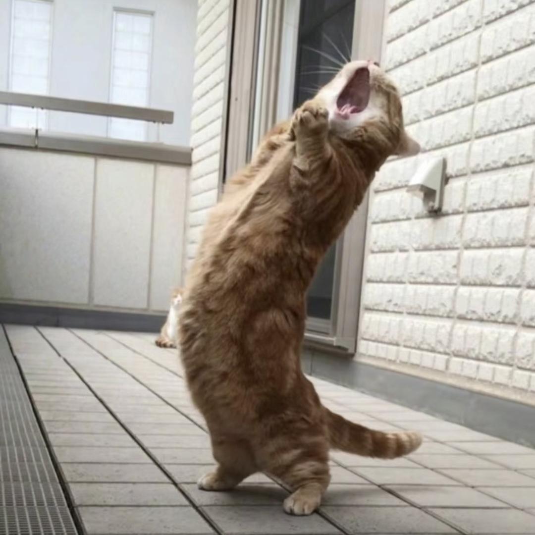 cool cat