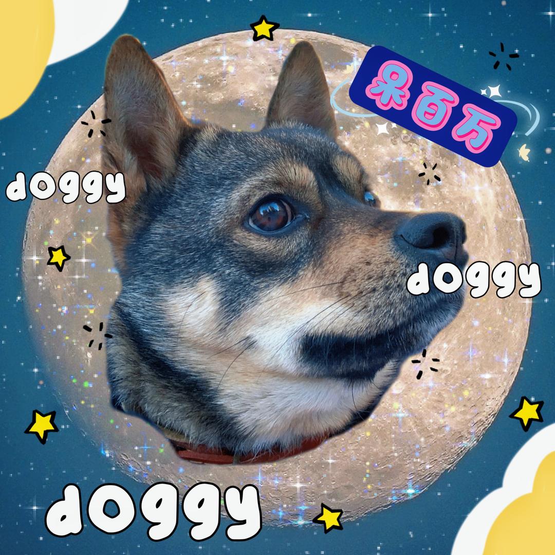呆百万的朋友圈🐶