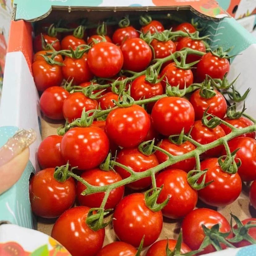 番茄栽培与植保