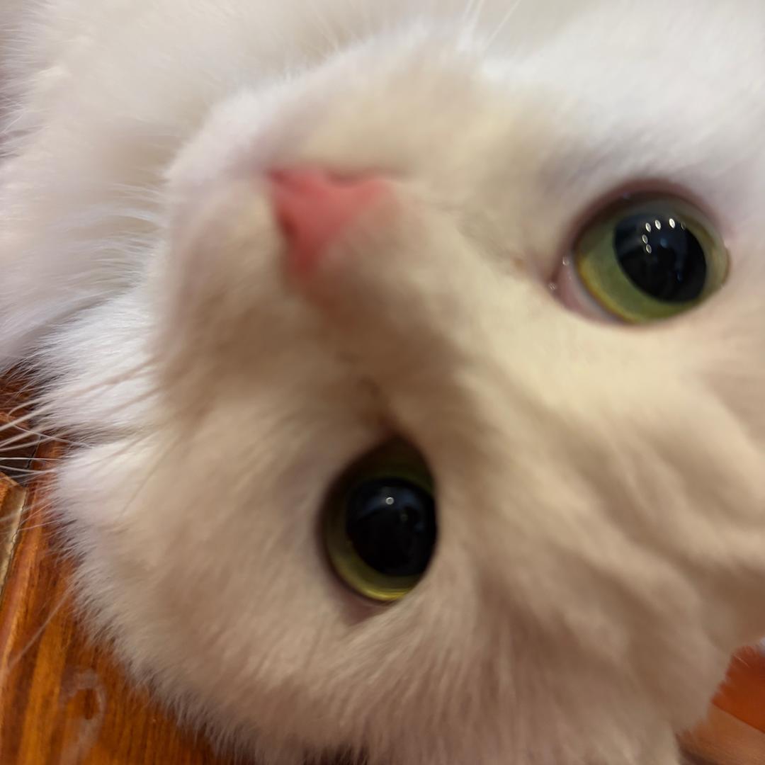 小鸡🐣