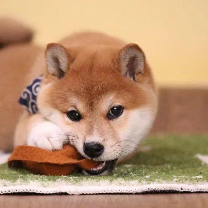 王秀花