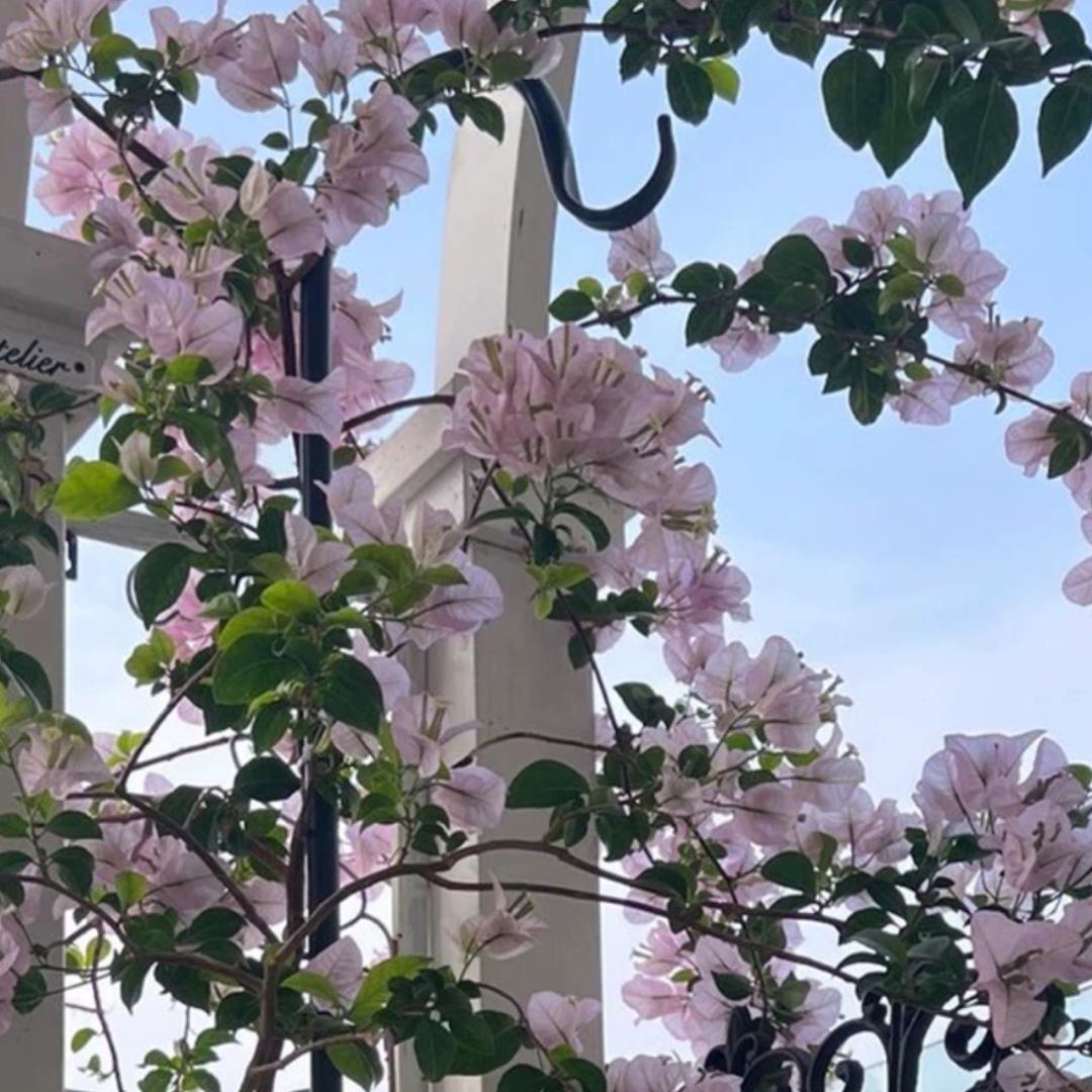 花与少年
