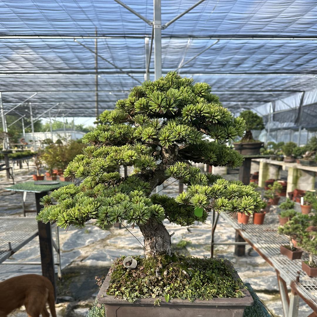 阿金花卉园艺