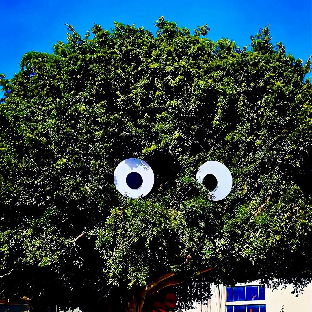 一棵树姐姐🌳👀