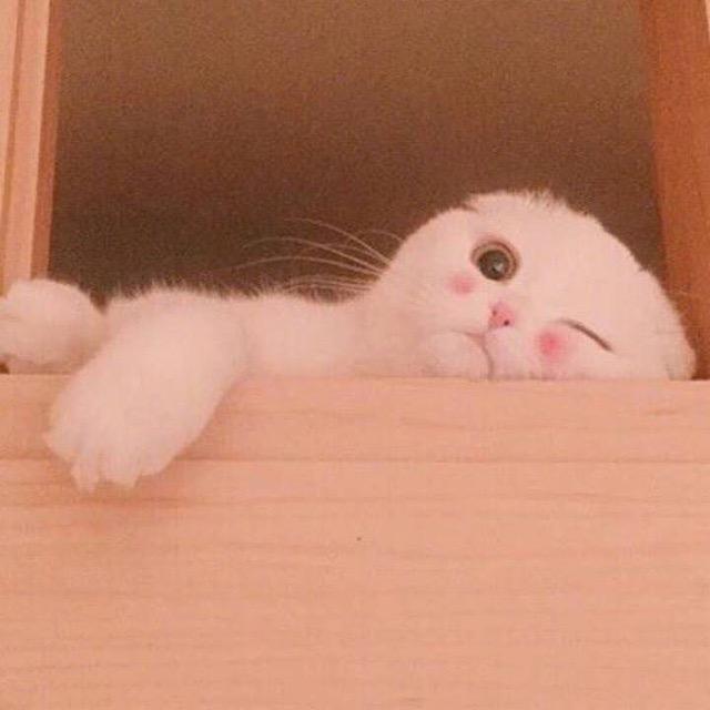 你看起来好像很好吃、