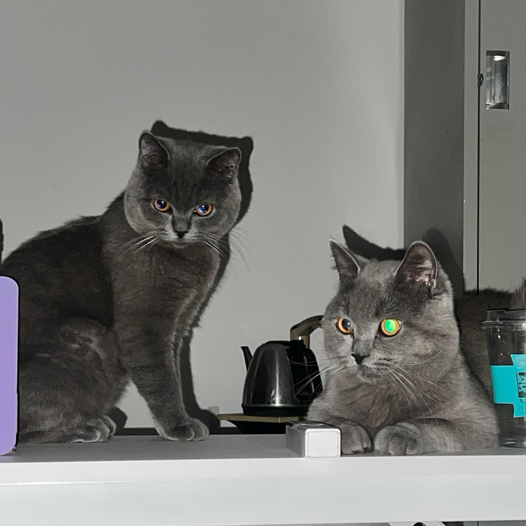 不吃香菜的小猫