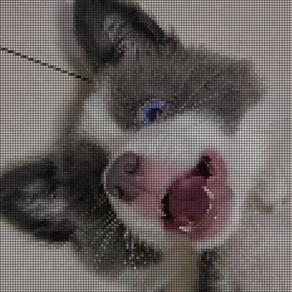 AAA小狗鼻子专业补漆