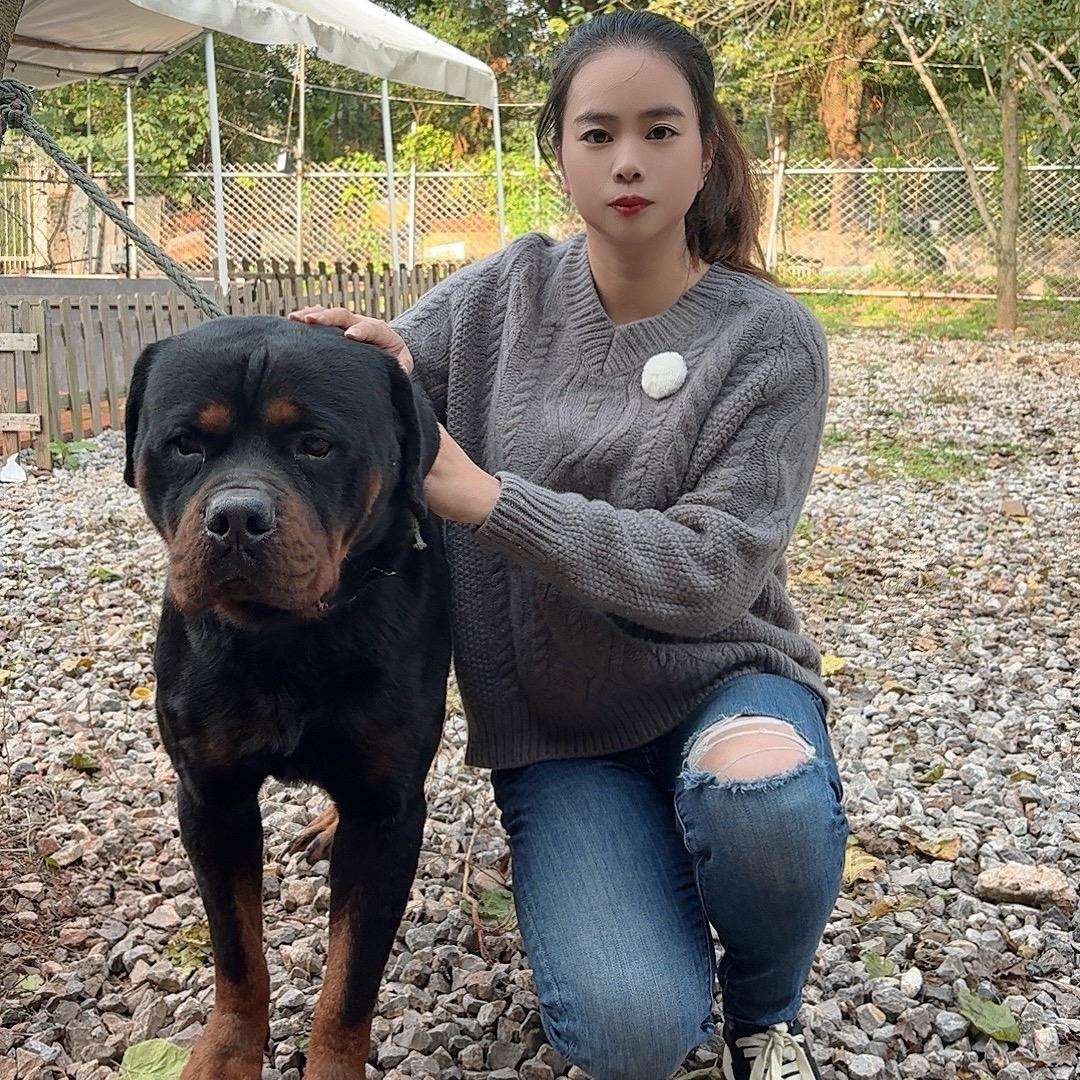 排骨爱玩罗-（罗威纳直播号）