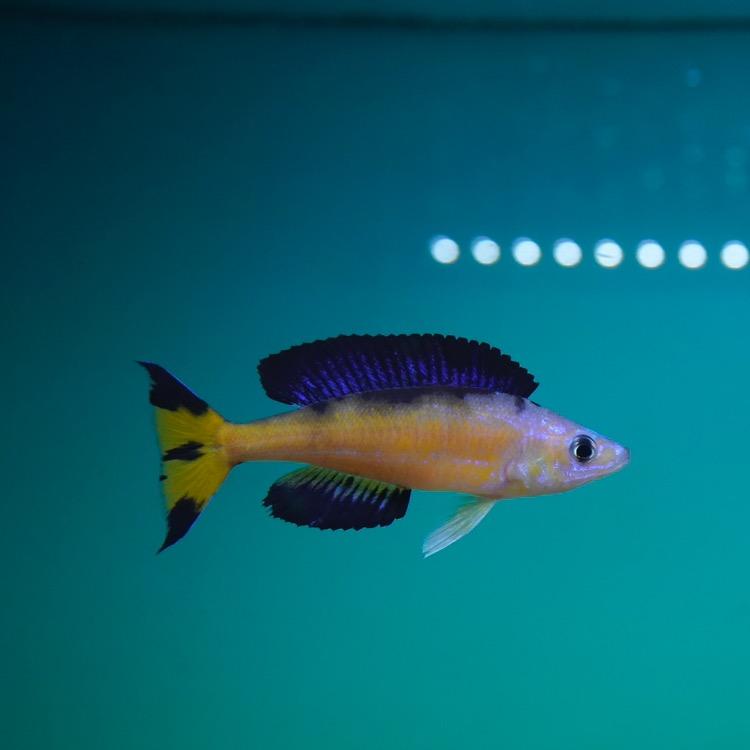 浮生🐟 𓆡𓆝𓆟𓆜𓆞𓆝