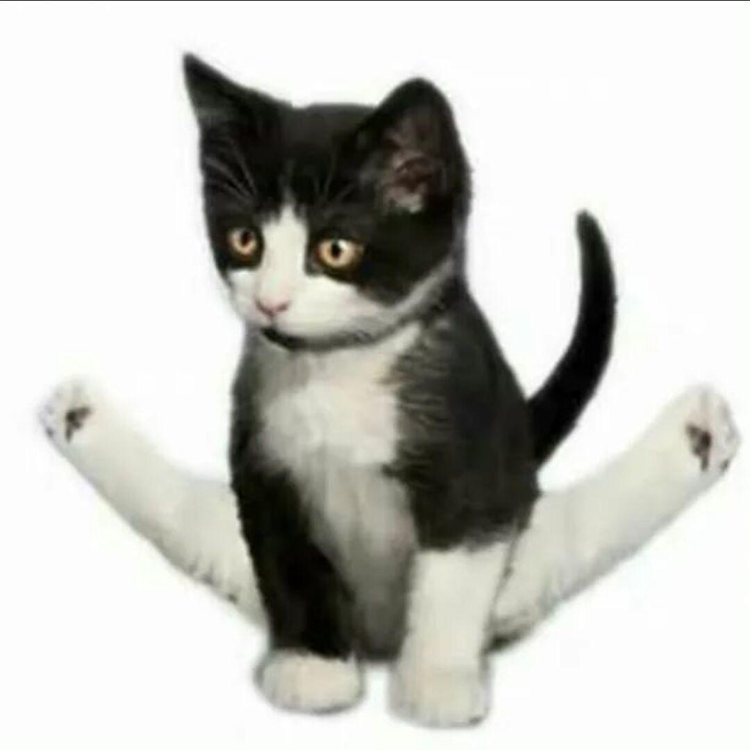 小丑鱼无所畏惧