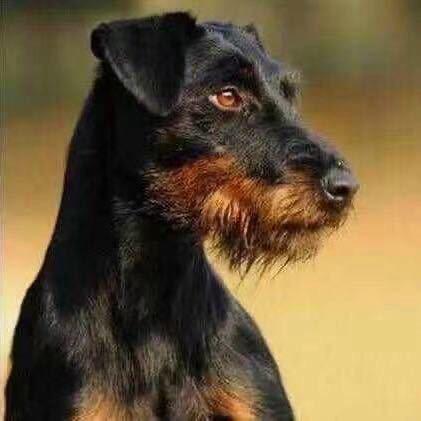 浙江金华土豪水产（钓场特种鱼）