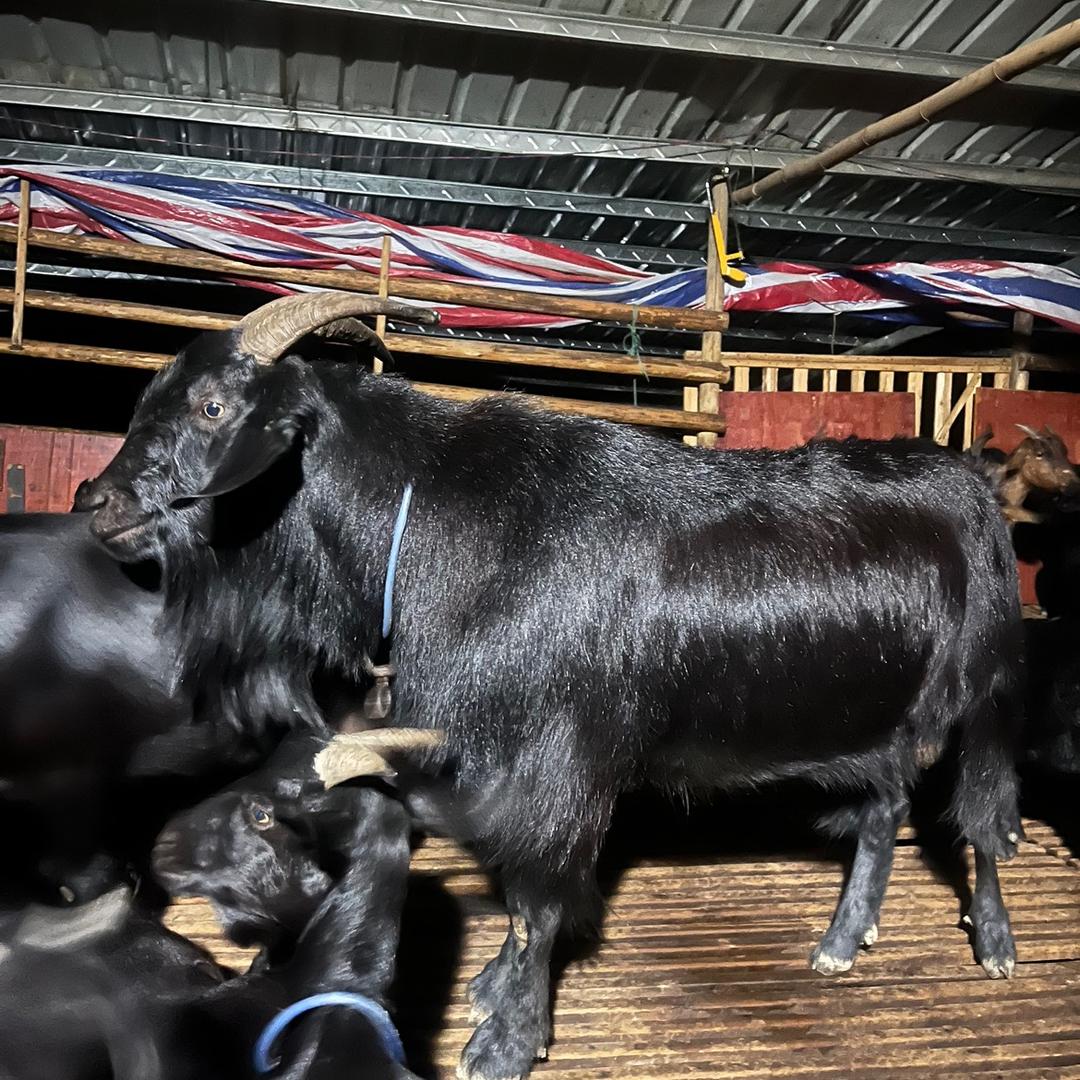 放羊🐐老弟山上纯放养山羊（20:00）