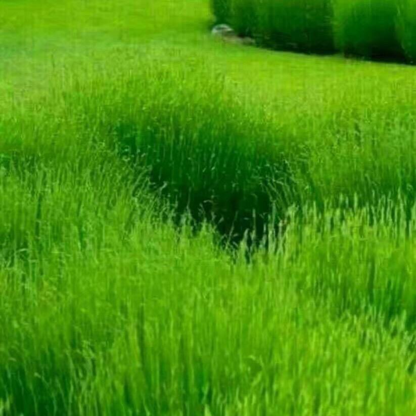 幸福