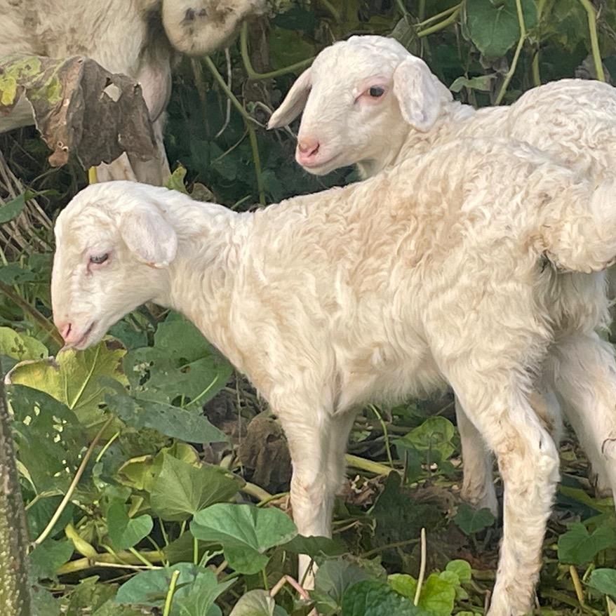 周祥活羊现宰羊肉批发（活羊代办）