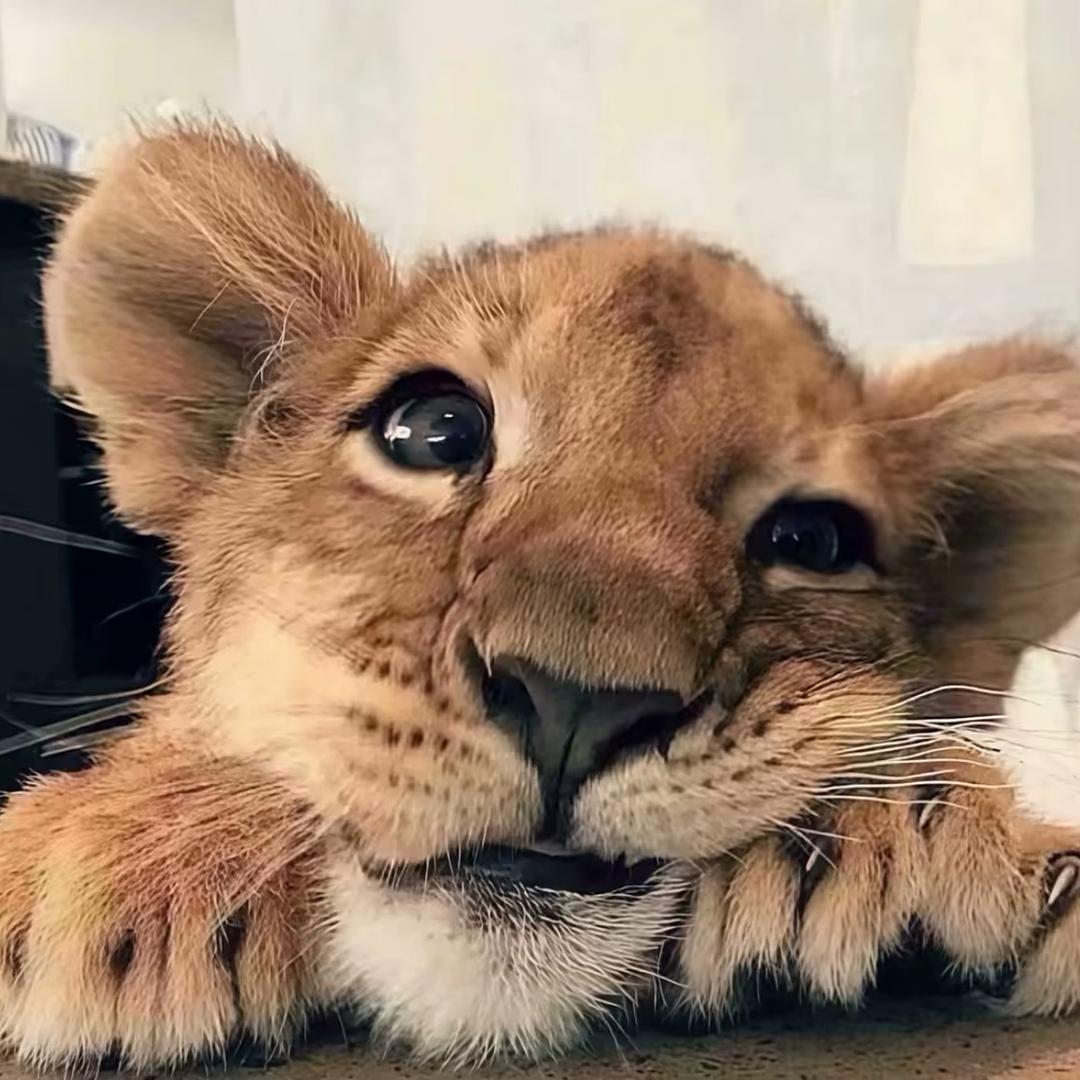 楽