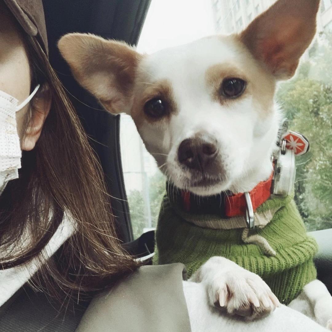 赏金八千找上海黄立耳黄眼影小白狗