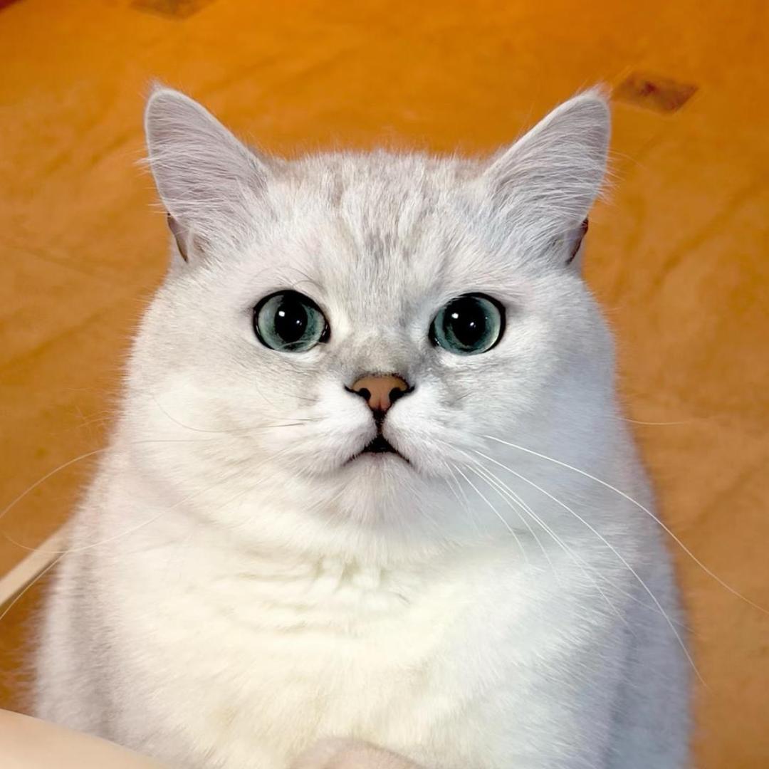 丸子妹妹