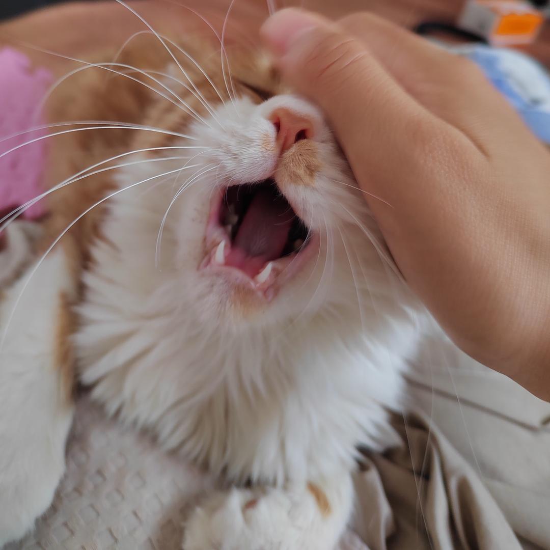 马铃薯头小子