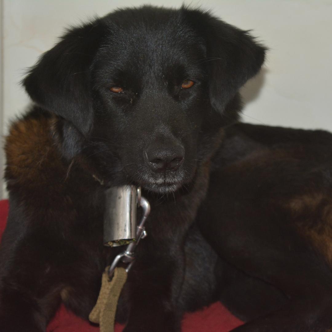 苍野塔塔凉山犬