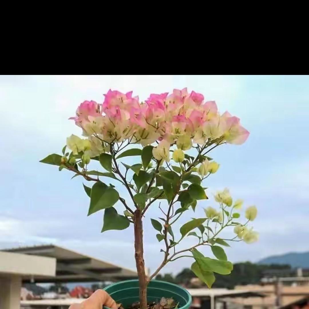 霂荫种植基地