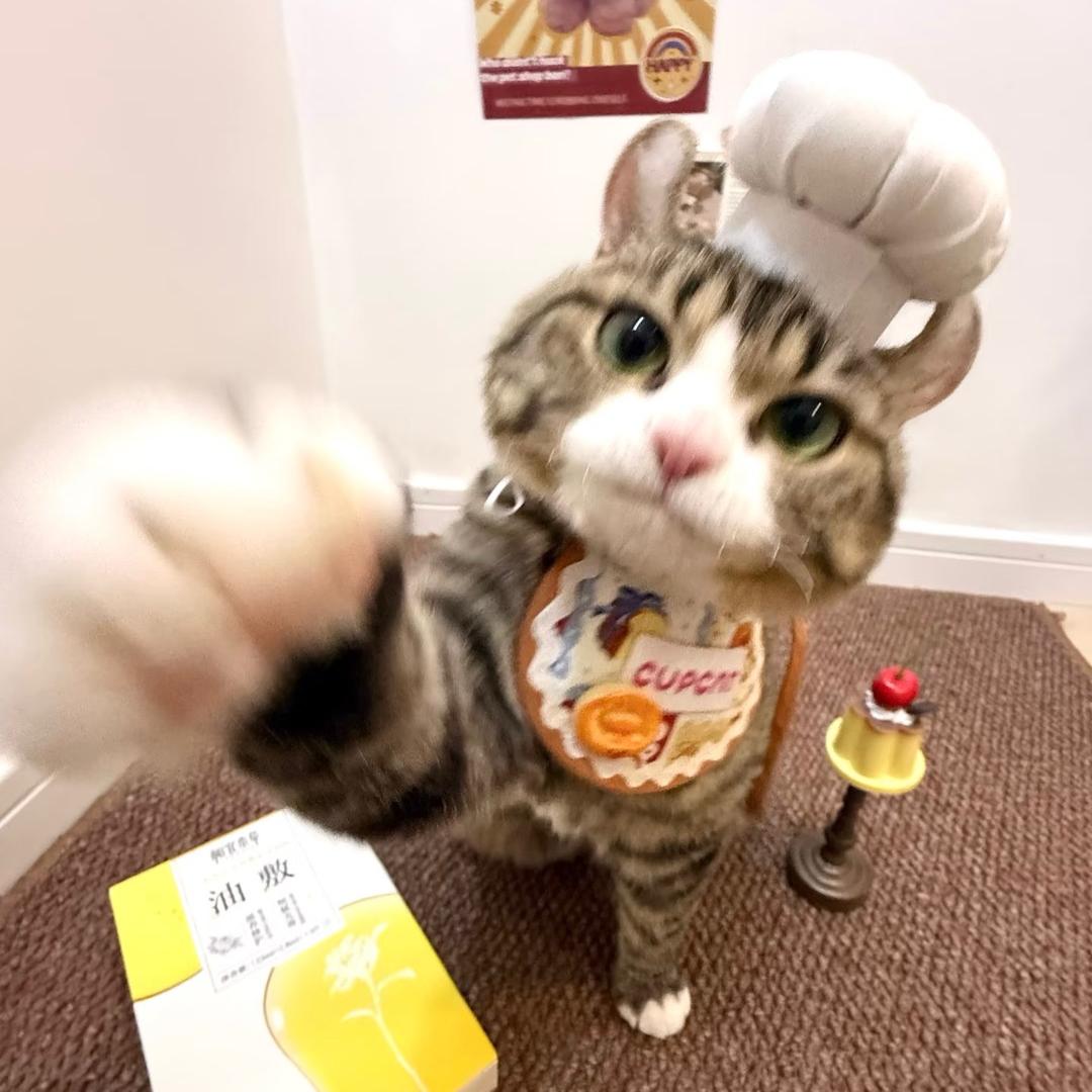 安顿好小鱼